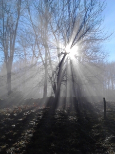 Parfois le soleil joue avec les arbres et la brume