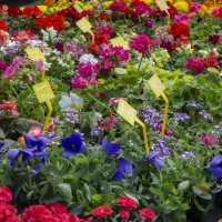 Colors