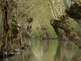 Marais Poitevin (LENNOX)