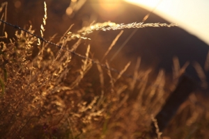 Ce que l'on appelle en langage vidéo un bokeh