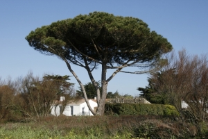 Nature Île d'Yeu (CHEVREL)