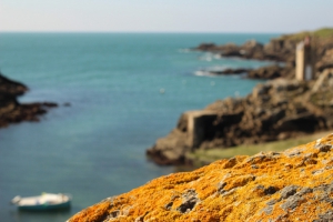 Nature Île d'Yeu (JANOT)