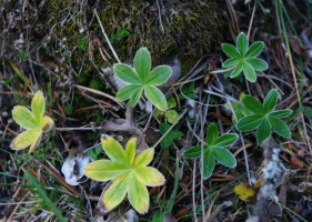 Olivgier Dubray